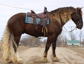 "Samson" Chocolate Gelding Draft