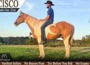 "Cisco" Palomino Gelding Tennessee Walker