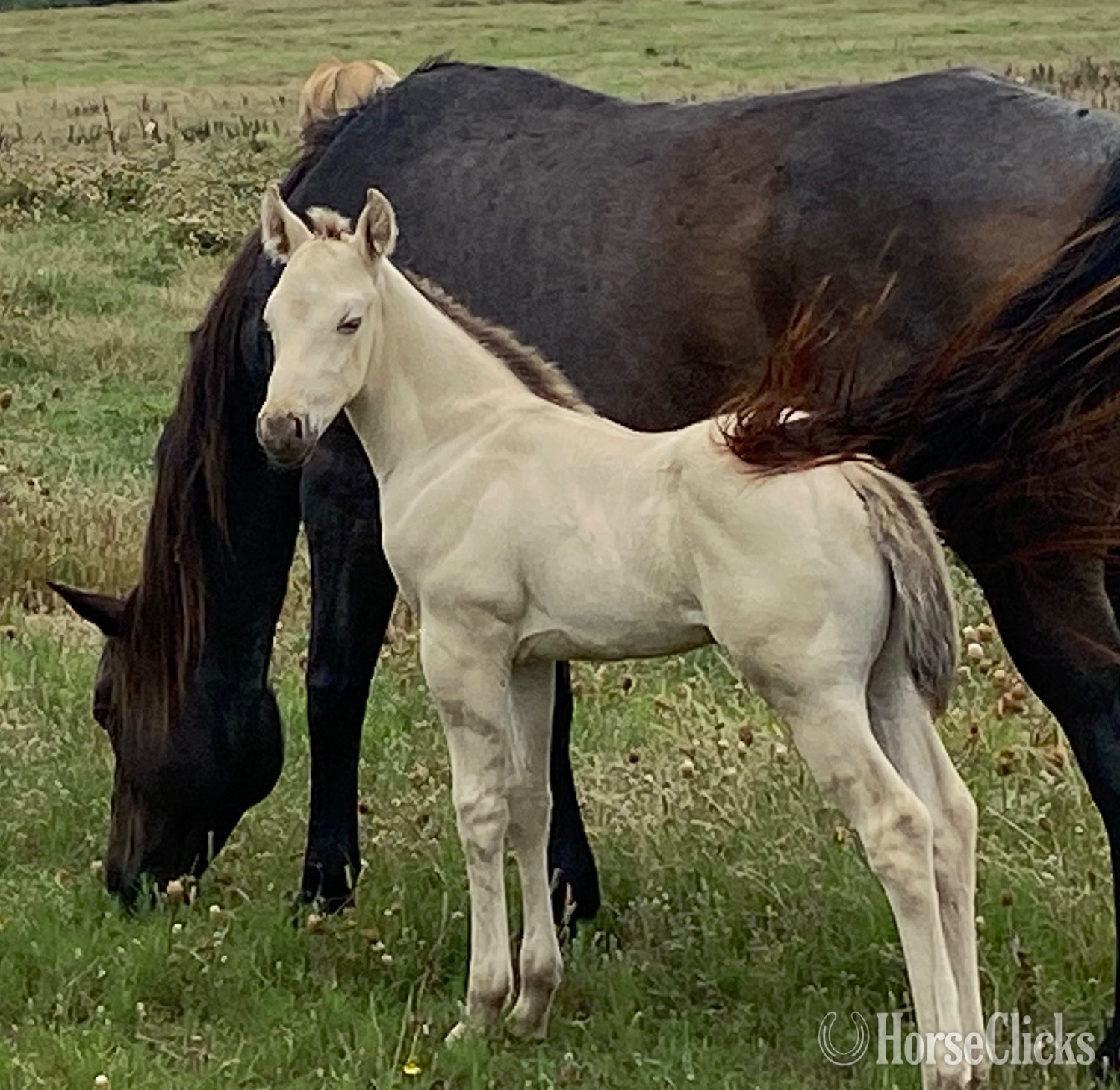 "Blue Eyed Valentino" Grullo Colt Quarter Horse in Texas
