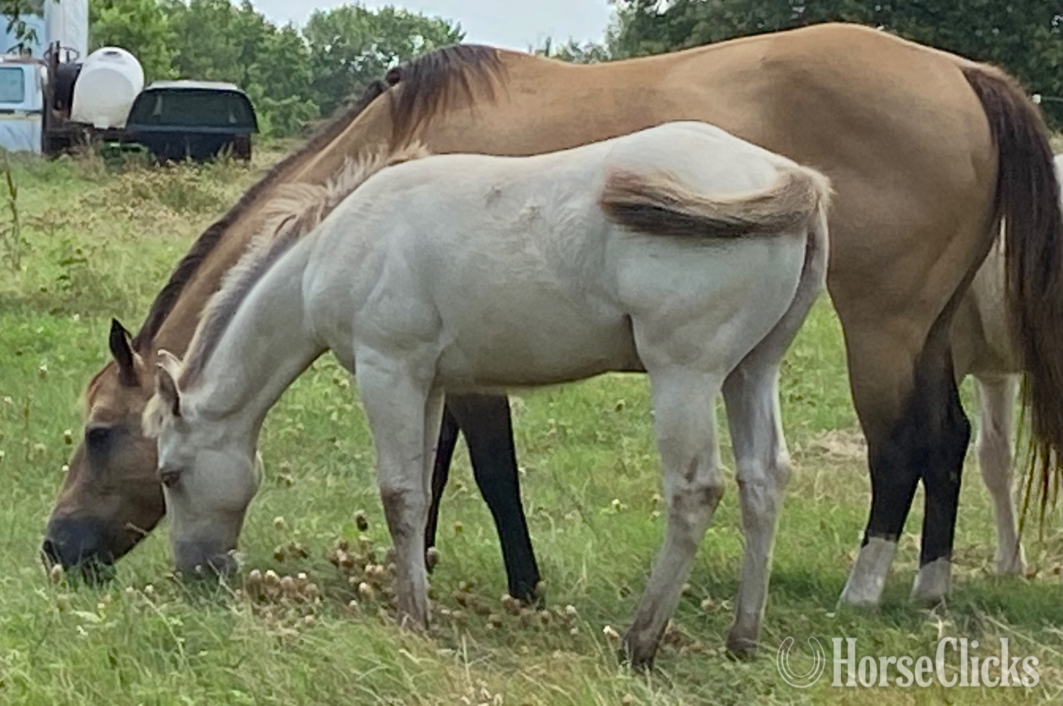 "Blue Eyed Valentino" Grullo Colt Quarter Horse