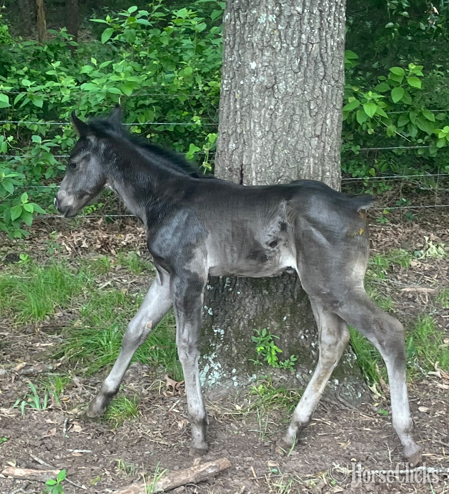 Texas "Blue Eyed Valentino" Grullo Colt Quarter Horse