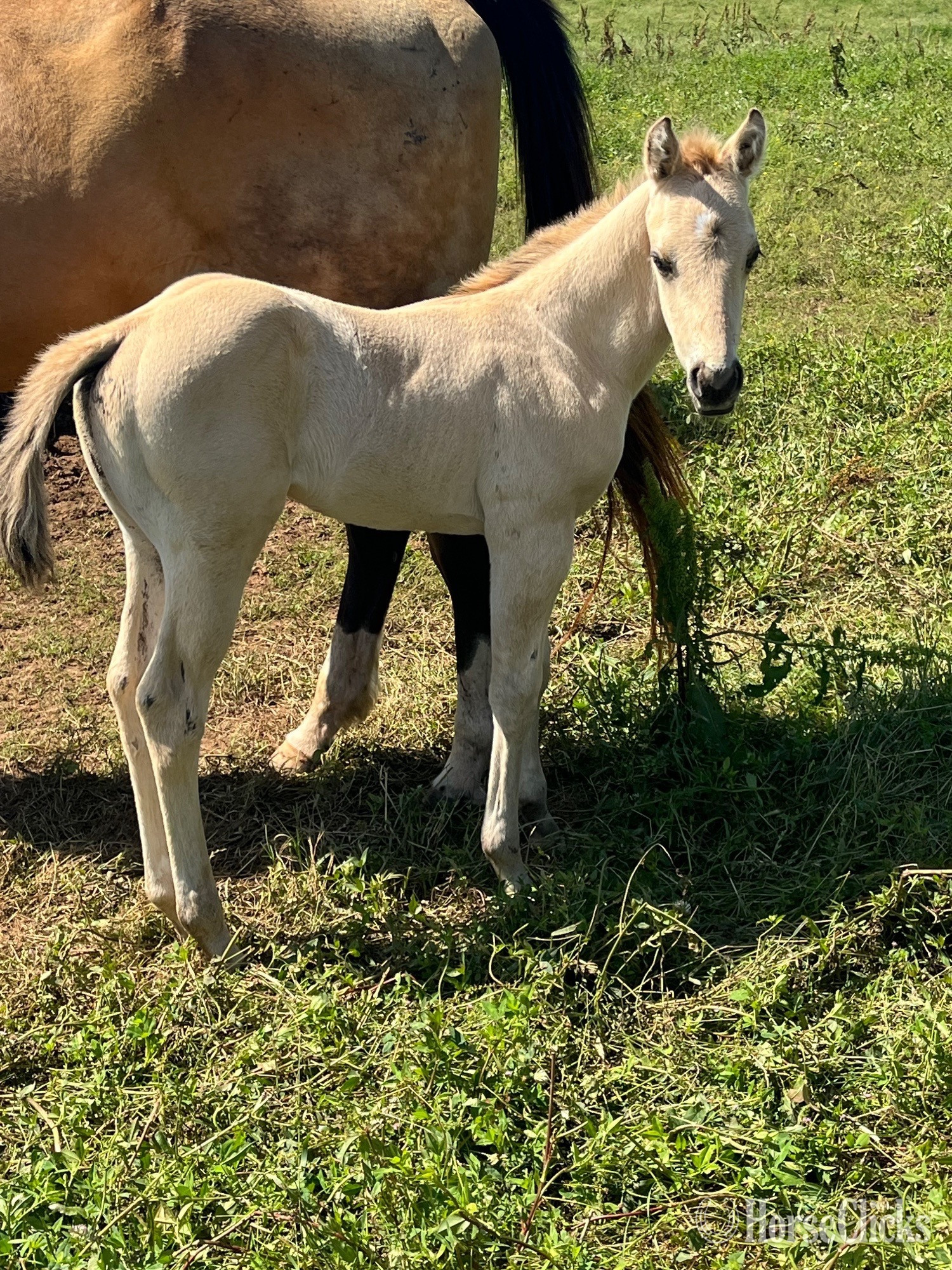 "Blue Eyed Valentino" Grullo Colt Quarter Horse - Quarter Horse in Texas