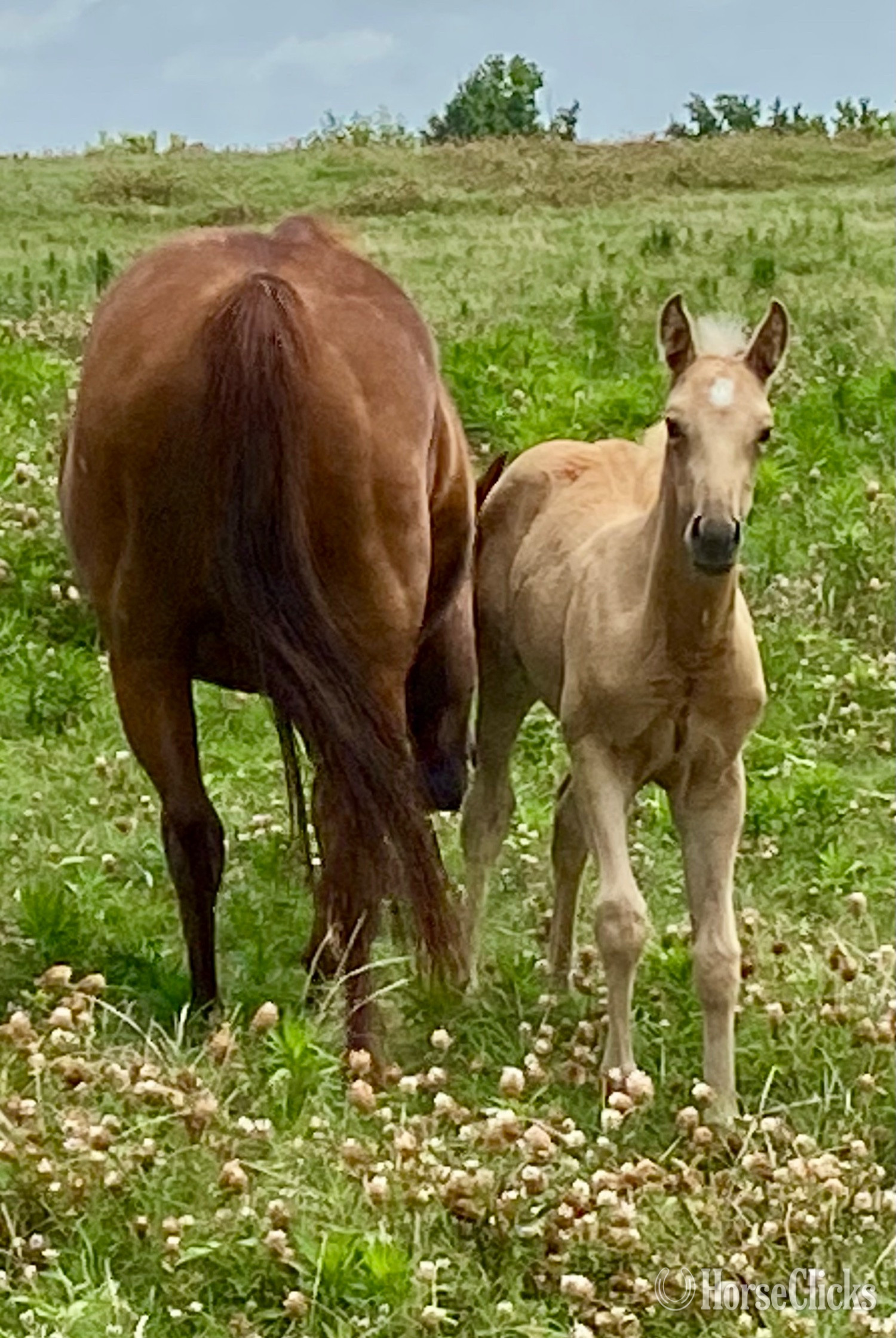 "Blue Eyed Valentino" Grullo Colt Quarter Horse - Quarter Horse