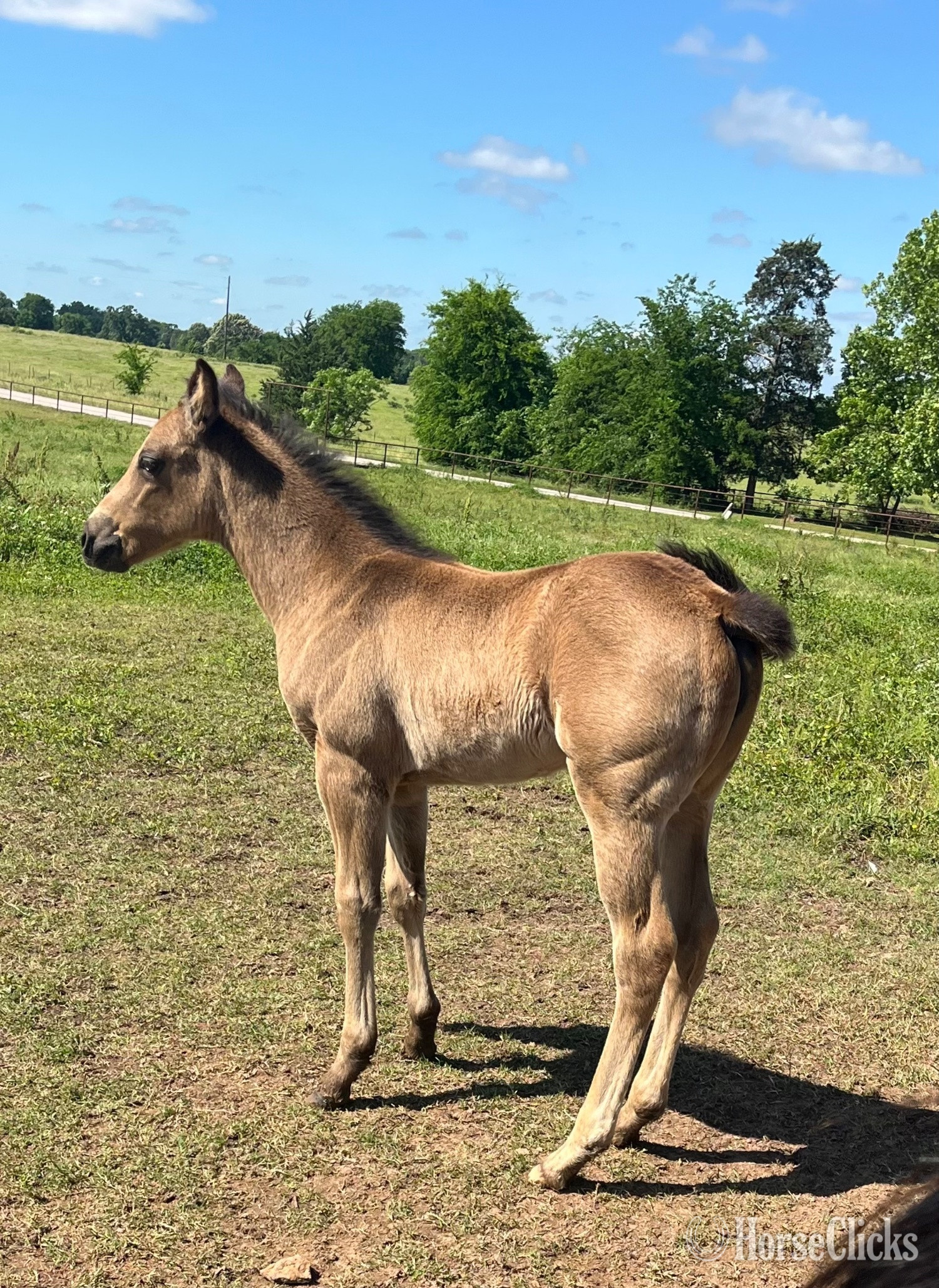 "Blue Eyed Valentino" Grullo Colt Quarter Horse Texas