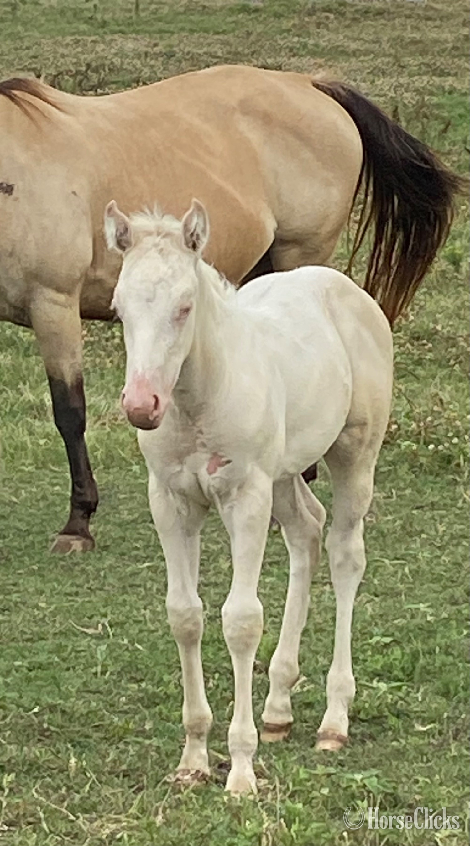 Quarter Horse - "Blue Eyed Valentino" Grullo Colt Quarter Horse in Texas
