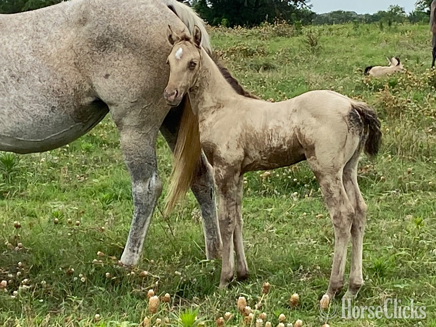Quarter Horse - "Blue Eyed Valentino" Grullo Colt Quarter Horse