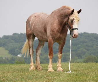 "Kingston " Roan Gelding Draft
