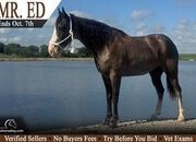 "Mr.Ed" Grey Gelding Tennessee Walker