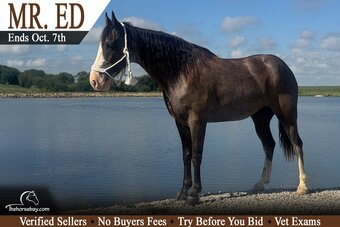 "Mr.Ed" Grey Gelding Tennessee Walker