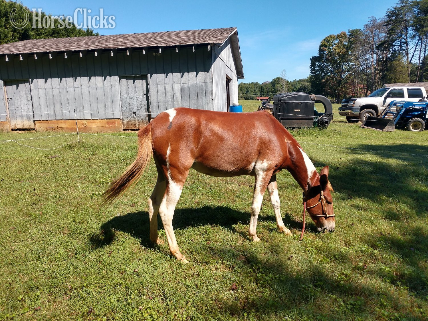 "Valentine"  Mare Mule in North Carolina