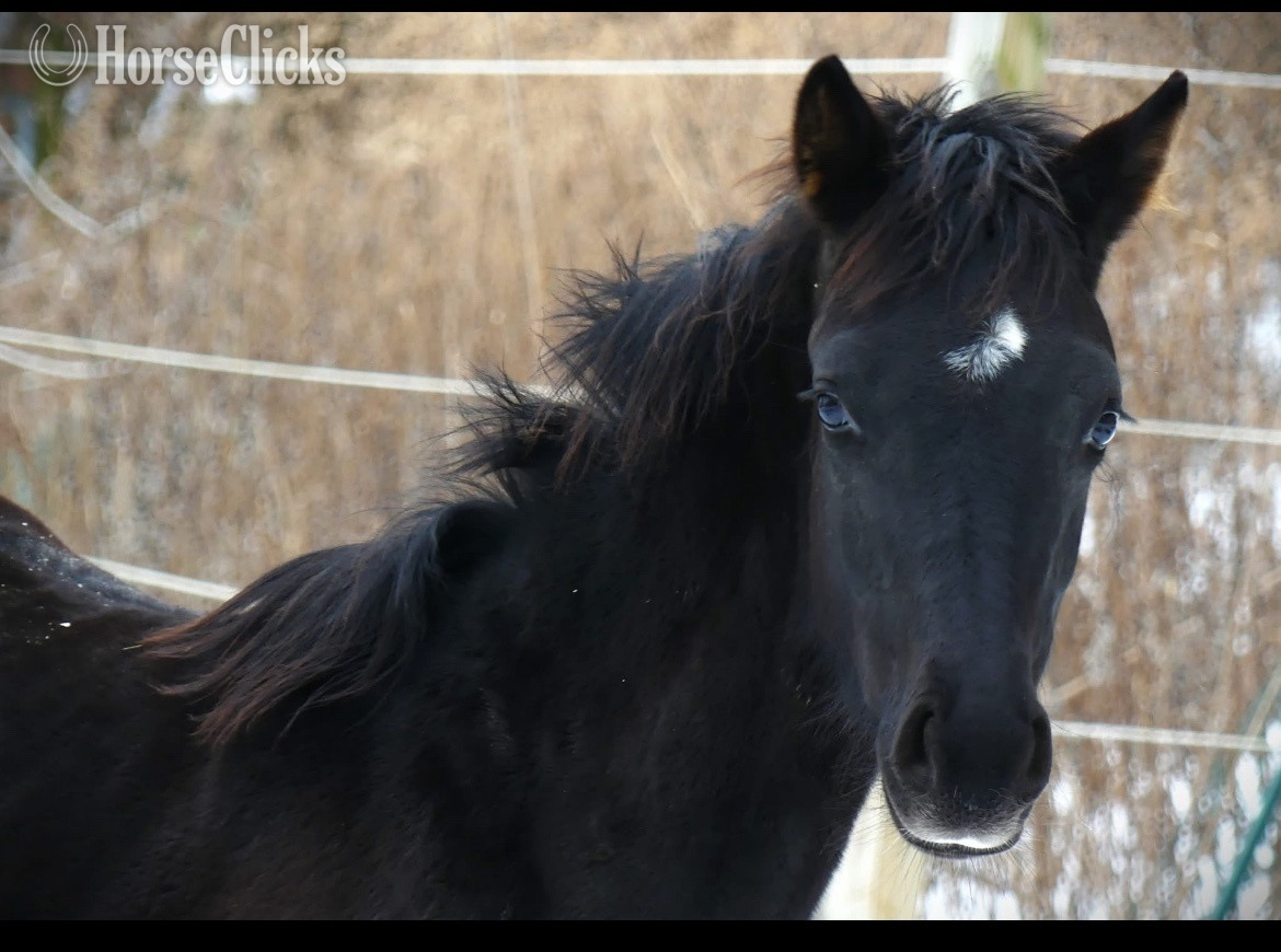 "Klair de Lune" Black Filly Hanoverian - Hanoverian in Massachusetts