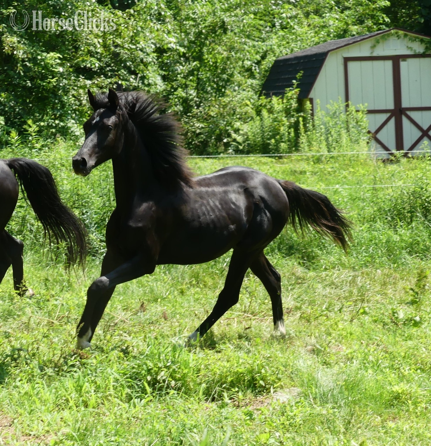 "Klair de Lune" Black Filly Hanoverian