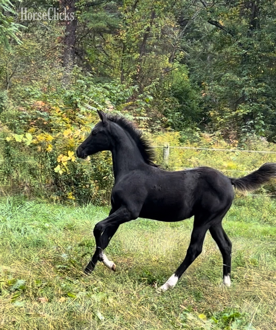 Massachusetts "Klair de Lune" Black Filly Hanoverian