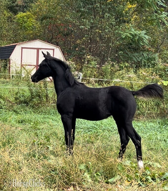 "Klair de Lune" Black Filly Hanoverian