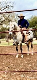 "Cochise" Grey Gelding Andalusian