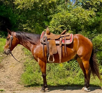"Banjo" Bay Gelding Quarter Horse