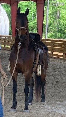 Georgia "ARA" Bay Mare Friesian