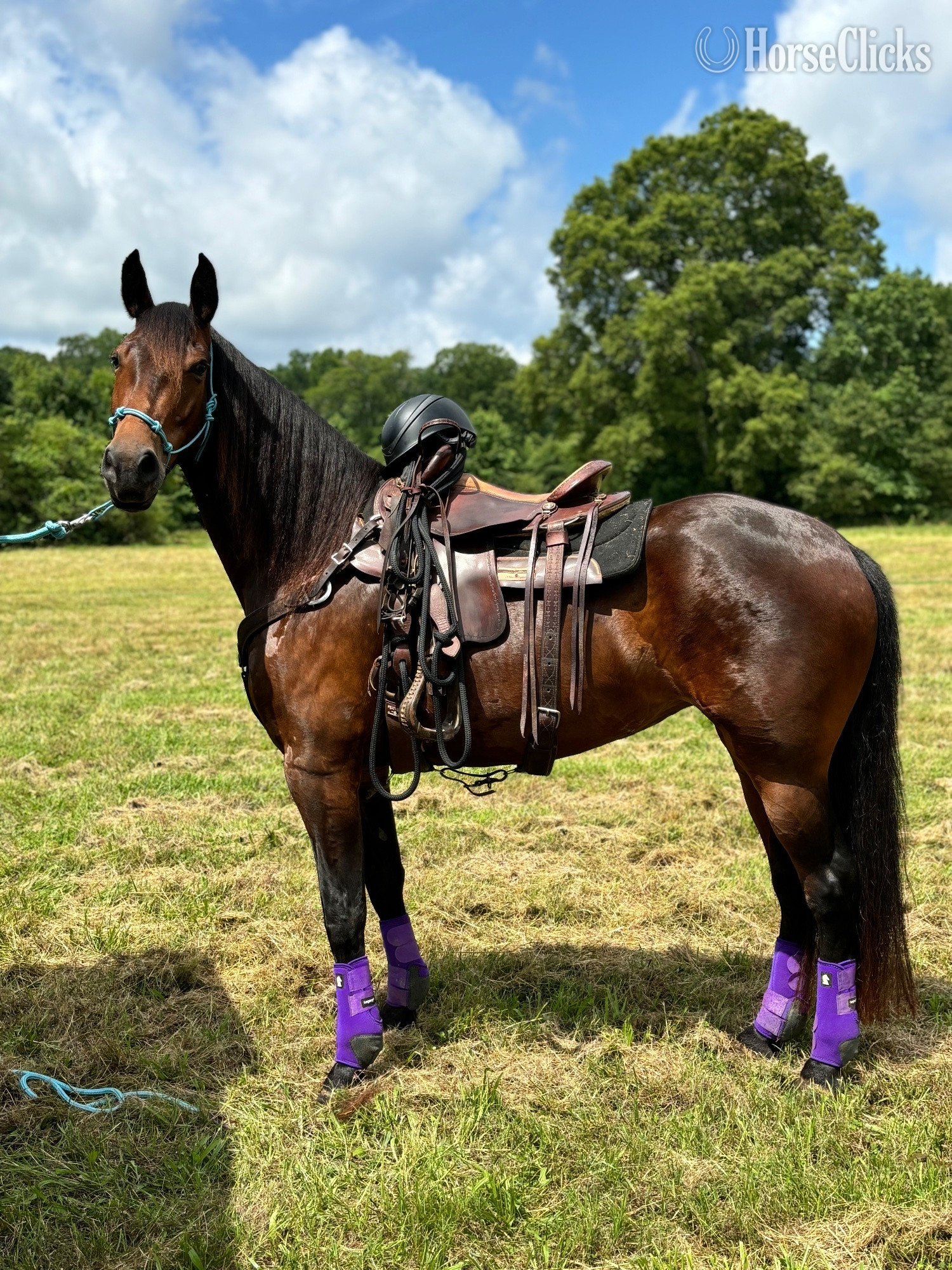 "ARA" Bay Mare Friesian in Georgia