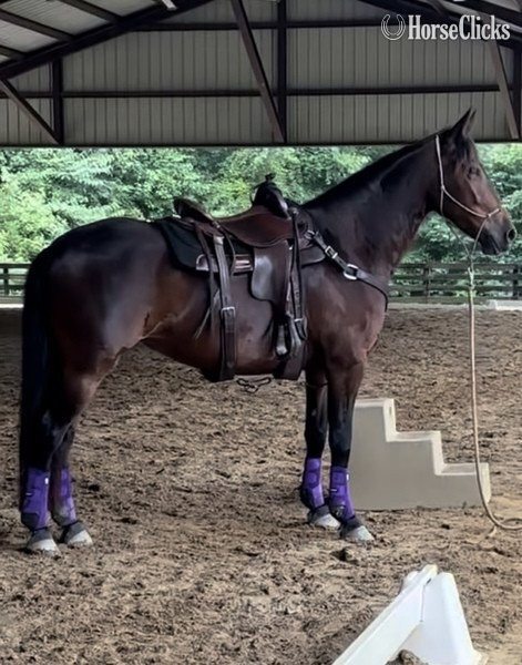 "ARA" Bay Mare Friesian