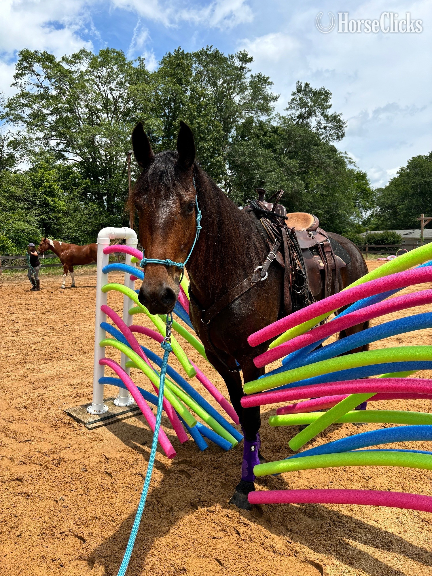 "ARA" Bay Mare Friesian - Friesian