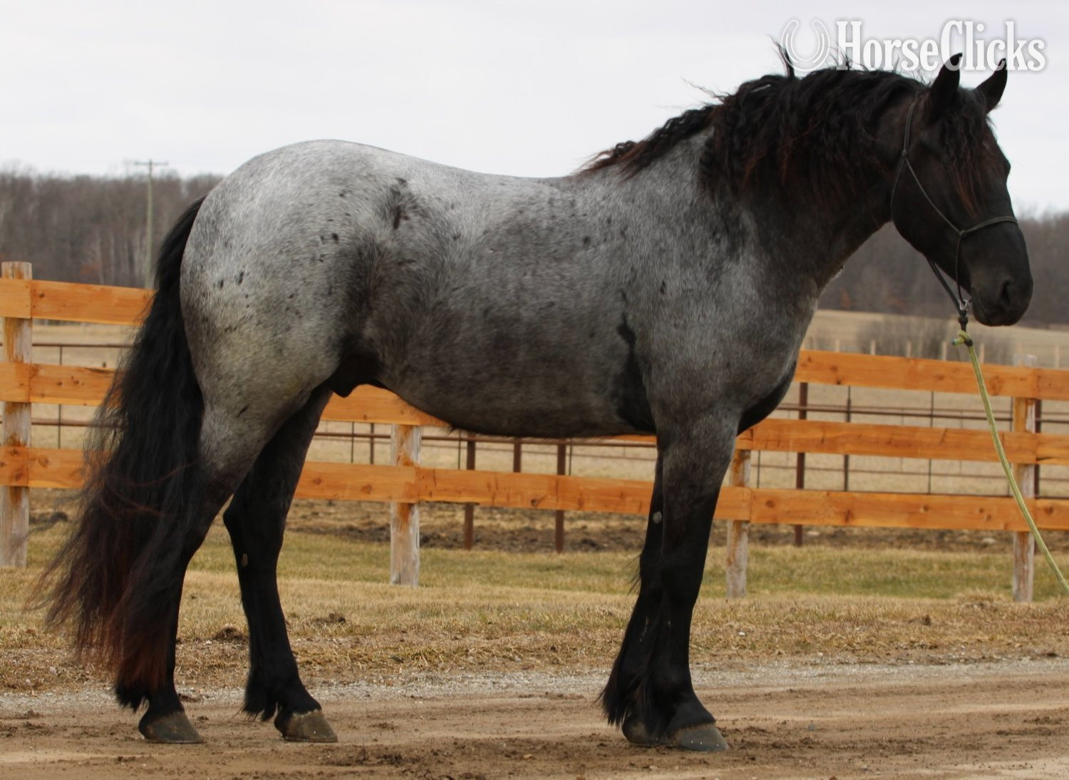 "Rebel Knight" Blue Roan Gelding Friesian in Michigan