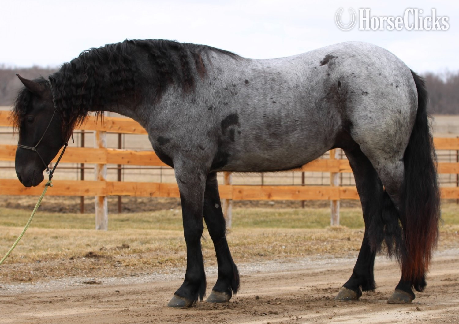 "Rebel Knight" Blue Roan Gelding Friesian