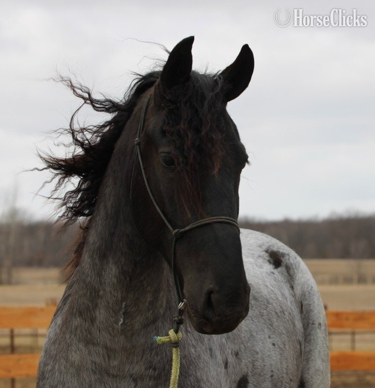 Michigan "Rebel Knight" Blue Roan Gelding Friesian