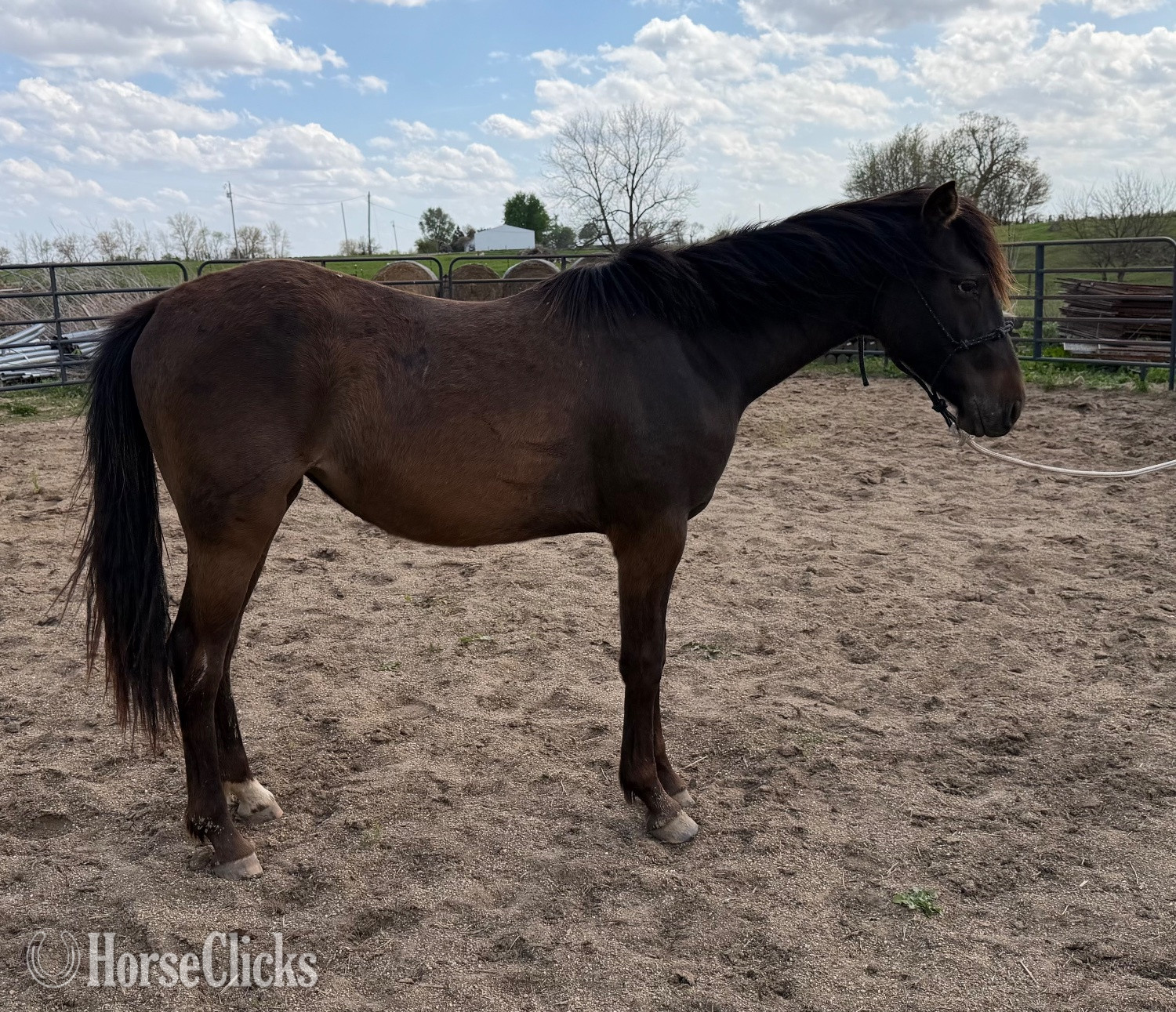 "Tootsie " Bay Filly Appaloosa in Illinois