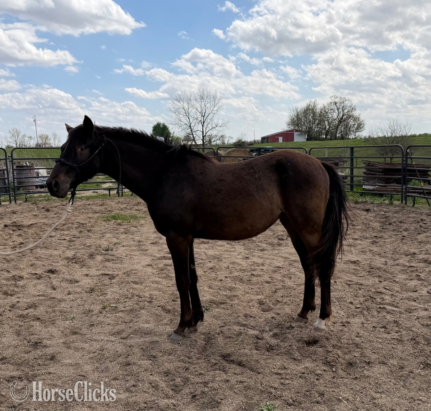 "Tootsie " Bay Filly Appaloosa