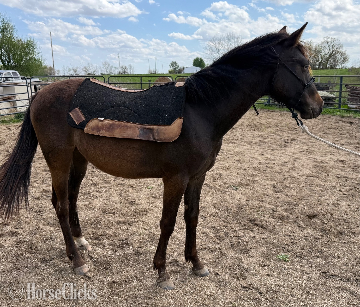 Illinois "Tootsie " Bay Filly Appaloosa