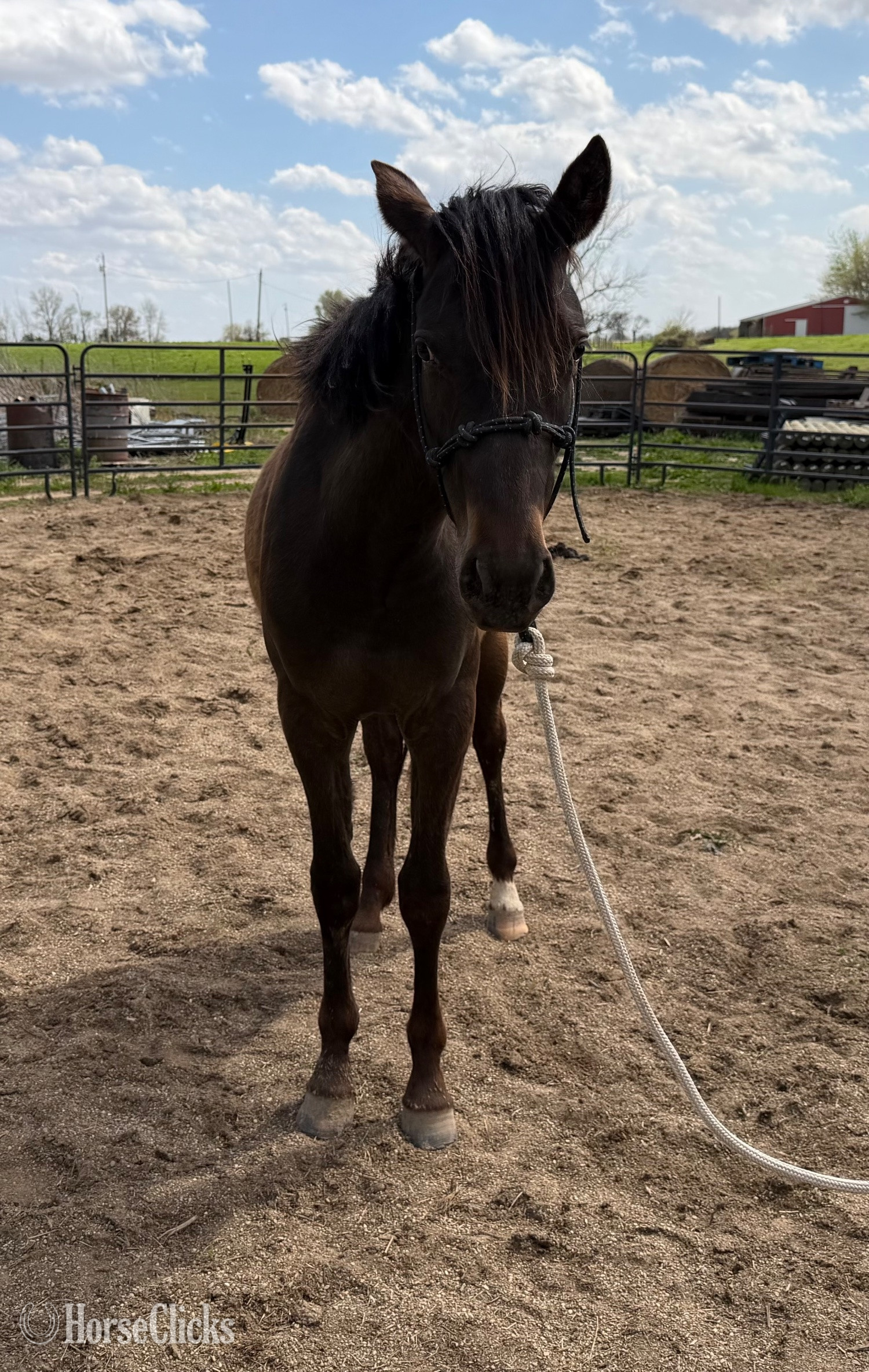 "Tootsie " Bay Filly Appaloosa - Appaloosa in Illinois