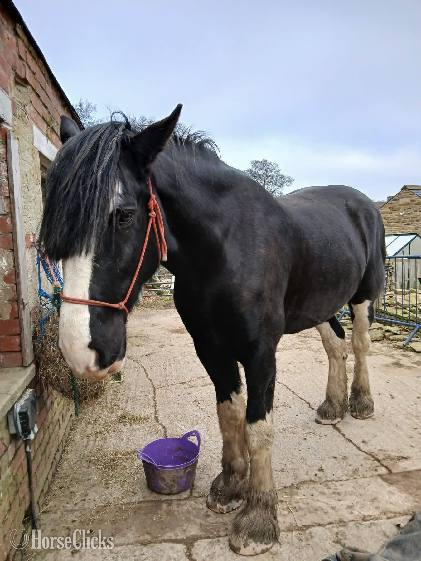 "Glen" Black Gelding Shire in California