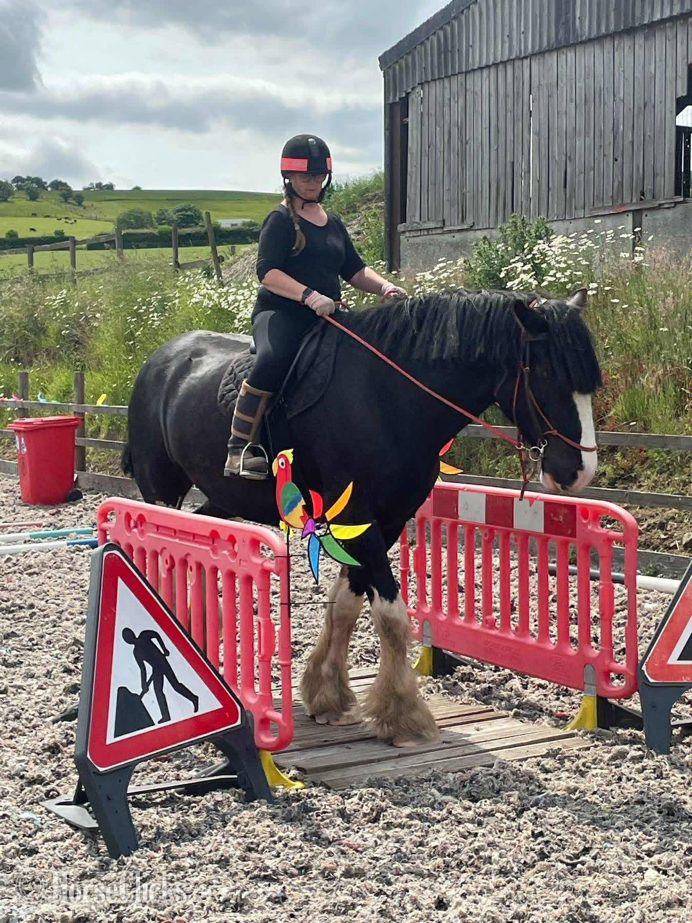 "Glen" Black Gelding Shire