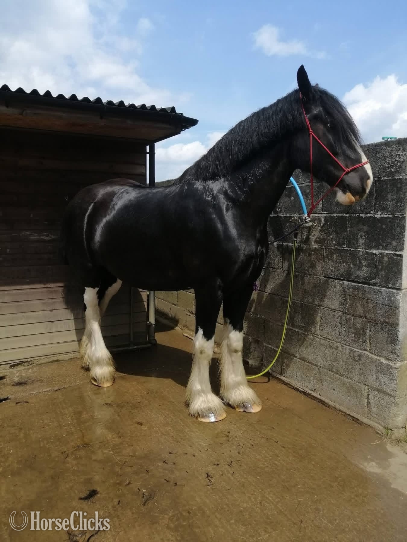 California "Glen" Black Gelding Shire