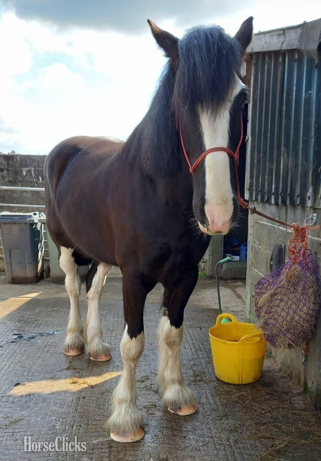 "Glen" Black Gelding Shire - Shire in California