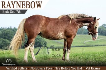 "Raynebow" Bay Mare Haflinger
