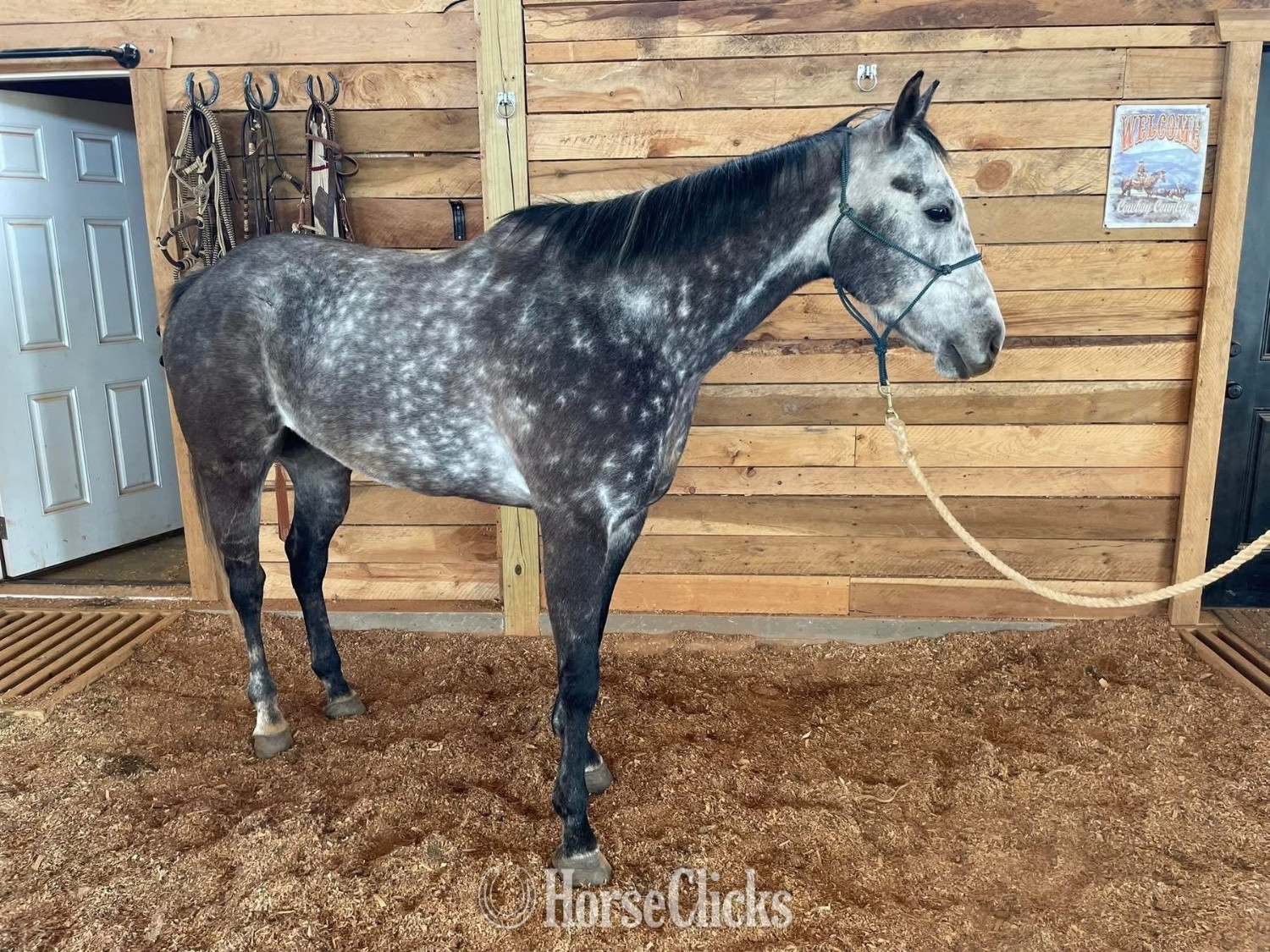 "Bolt" Silver Dapple Gelding Quarter Horse in Georgia