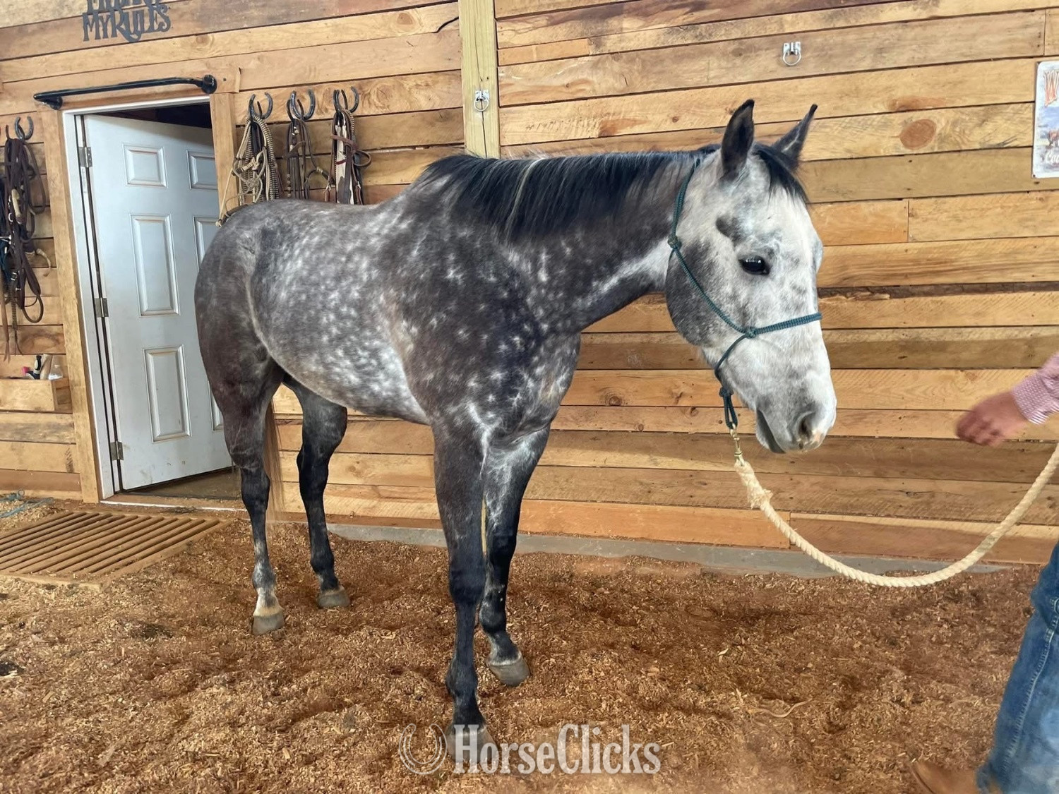 "Bolt" Silver Dapple Gelding Quarter Horse