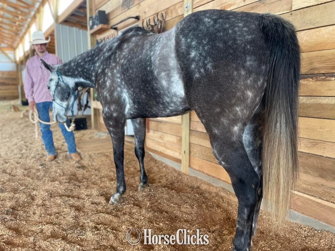 Georgia "Bolt" Silver Dapple Gelding Quarter Horse
