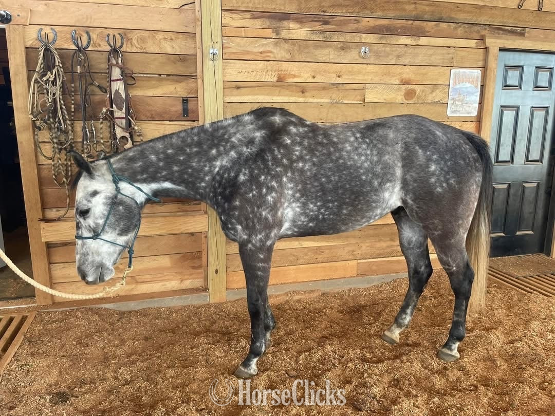 "Bolt" Silver Dapple Gelding Quarter Horse - Quarter Horse in Georgia