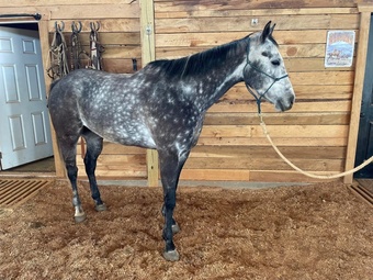 "Bolt" Silver Dapple Gelding Quarter Horse