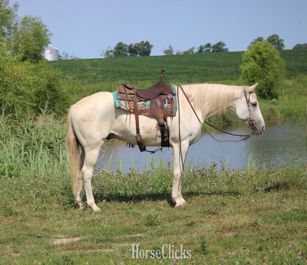 "GHOST" Grey Gelding Quarter Horse in Illinois