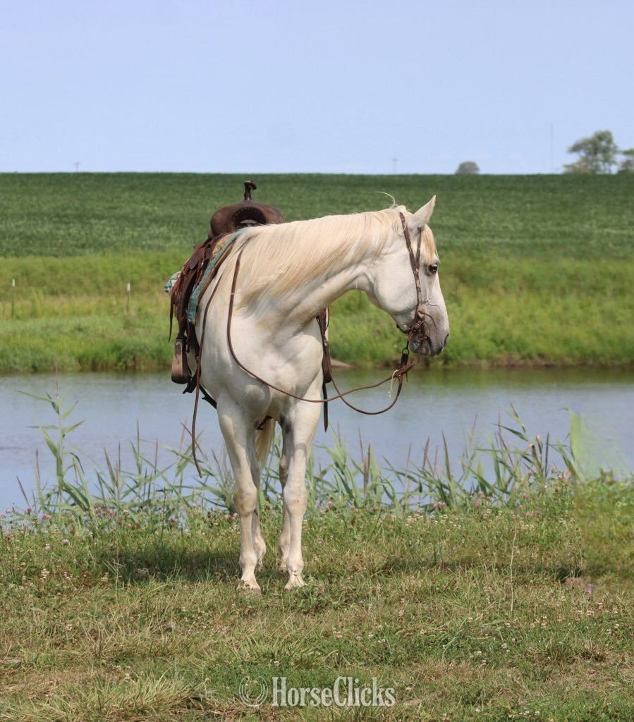 "GHOST" Grey Gelding Quarter Horse