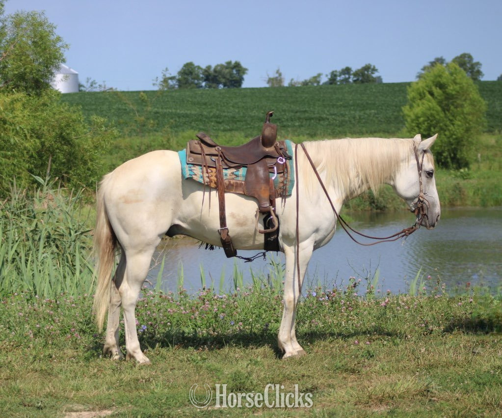 "GHOST" Grey Gelding Quarter Horse - Quarter Horse in Illinois