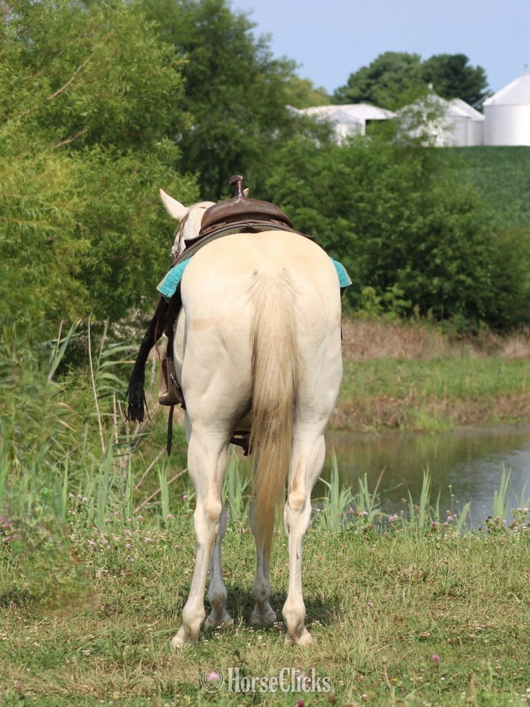 "GHOST" Grey Gelding Quarter Horse - Quarter Horse