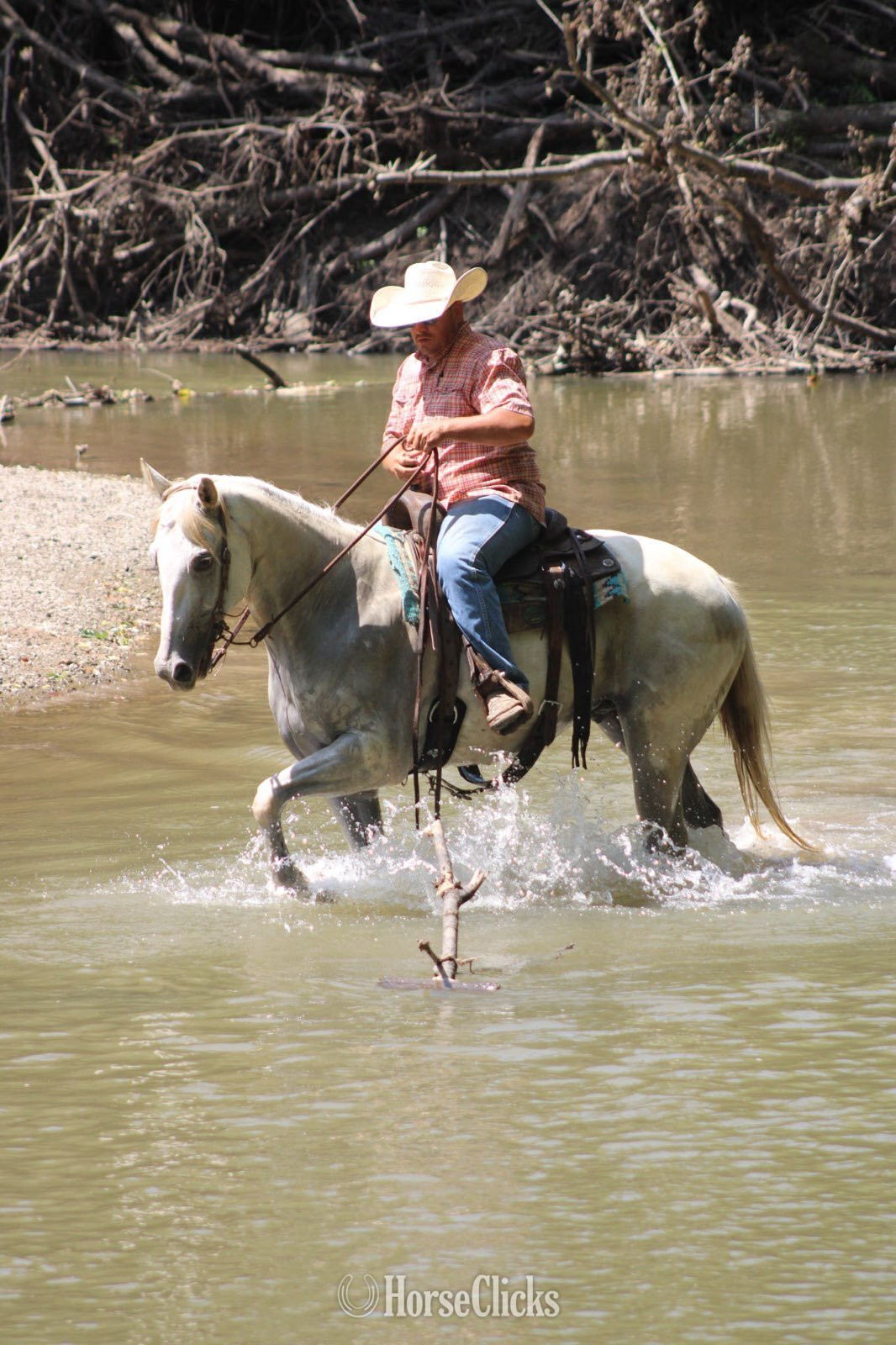 "GHOST" Grey Gelding Quarter Horse Illinois