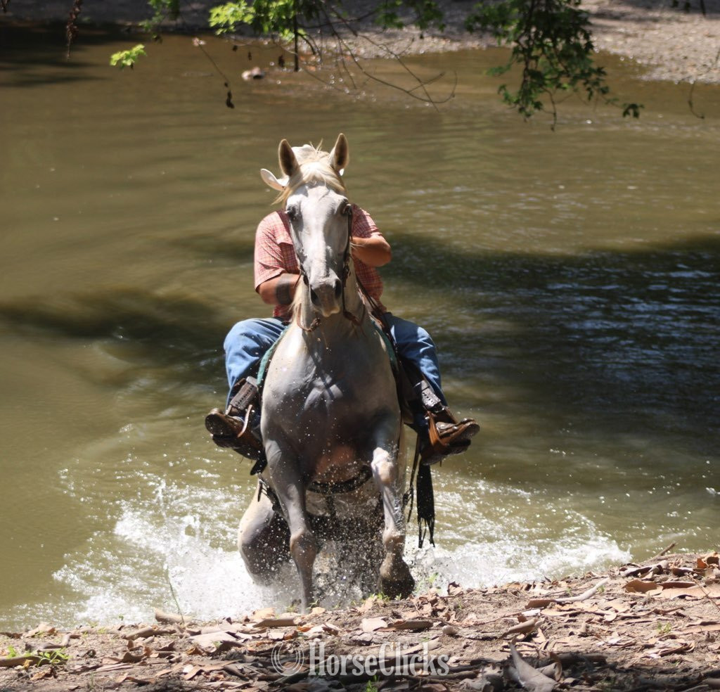 Quarter Horse - "GHOST" Grey Gelding Quarter Horse in Illinois
