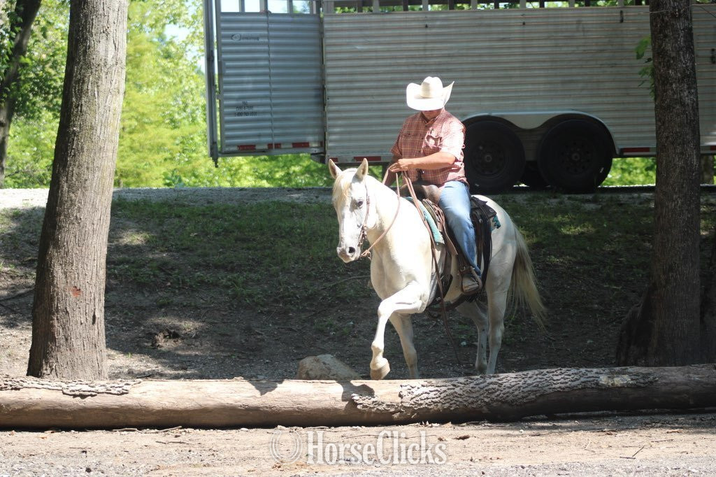 Quarter Horse - "GHOST" Grey Gelding Quarter Horse