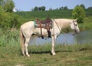 "GHOST" Grey Gelding Quarter Horse