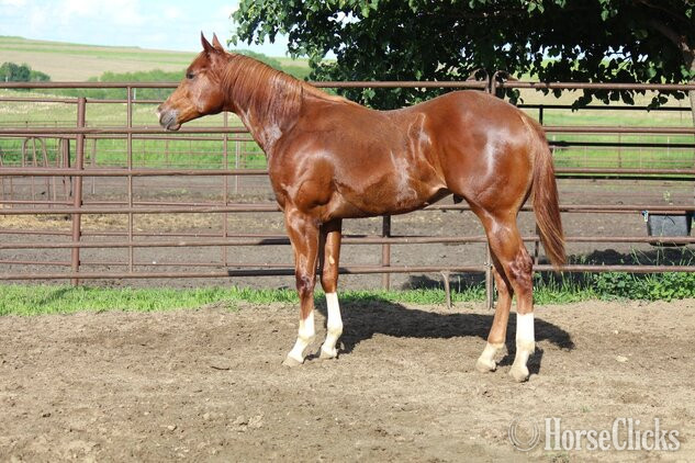 "NV Red Dee For Scotch**SOLD**" Sorrel Stallion Paint in Iowa